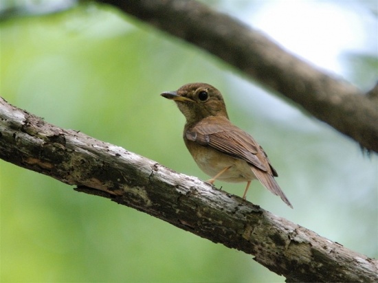 Pretty Brown-chested jungle-flycatcher