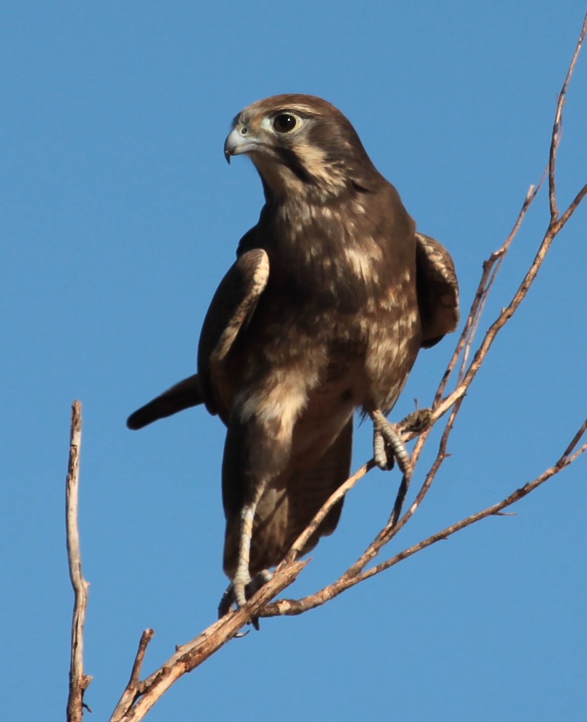 Pretty Brown falcon