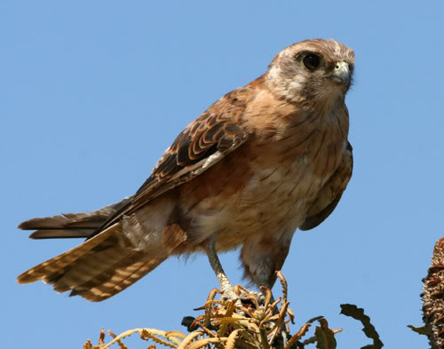 Pretty Brown falcon