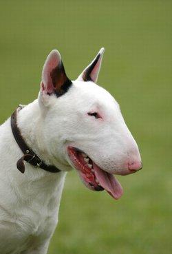 Bull Terrier - Dog Breed