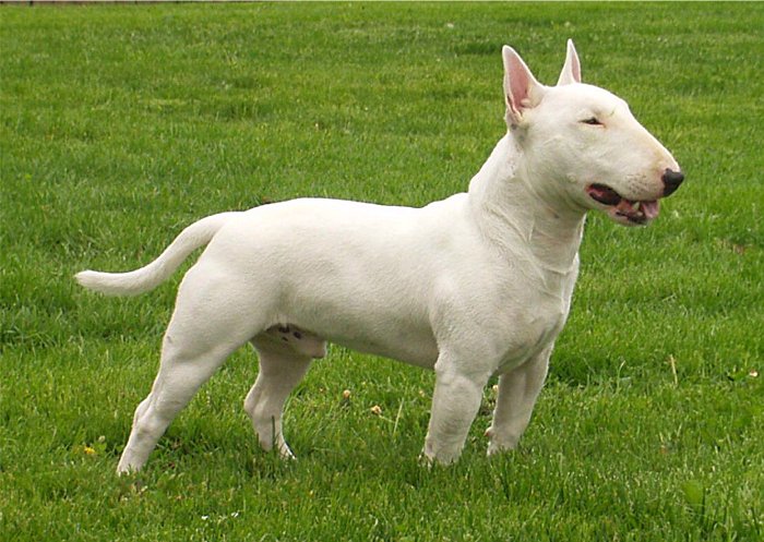 Nice Bull Terrier - Dog Breed