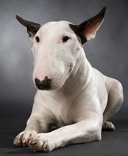 Photo Bull Terrier - Dog Breed