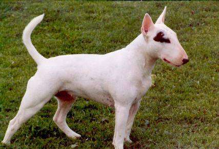 Bull Terrier - Dog Breed photo 