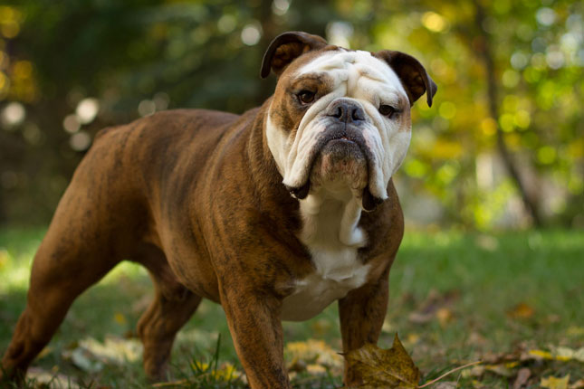 Pretty Bulldog - Dog Breed