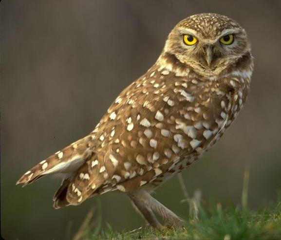 Pretty Burrowing owl