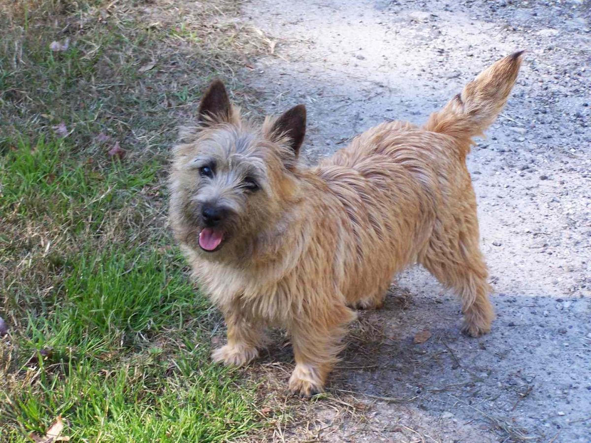 Cairn Terrier - Dog Breed