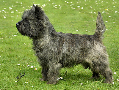 Cool Cairn Terrier - Dog Breed