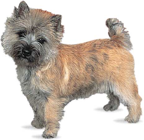 Pretty Cairn Terrier - Dog Breed