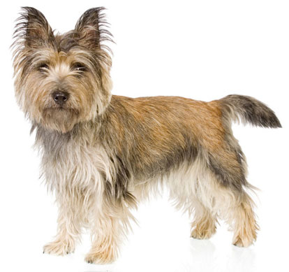 Wallpaper Cairn Terrier - Dog Breed