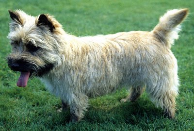 Photo Cairn Terrier - Dog Breed