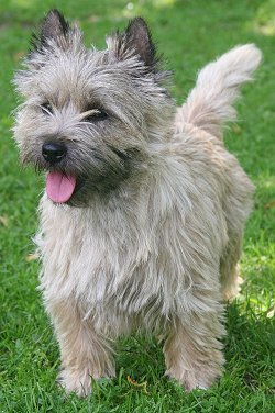 Cairn Terrier - Dog Breed photo 