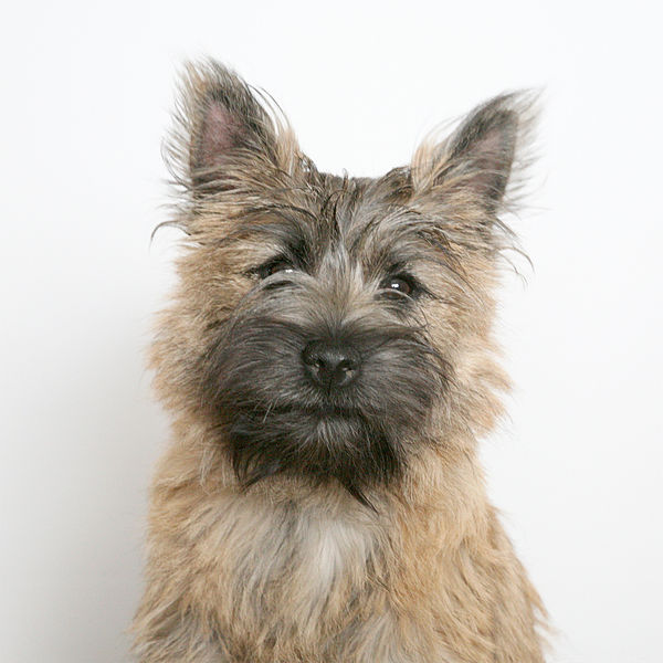 Cairn Terrier - Dog Breed wallpaper