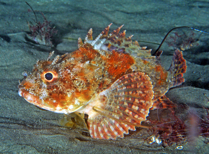 California scorpionfish