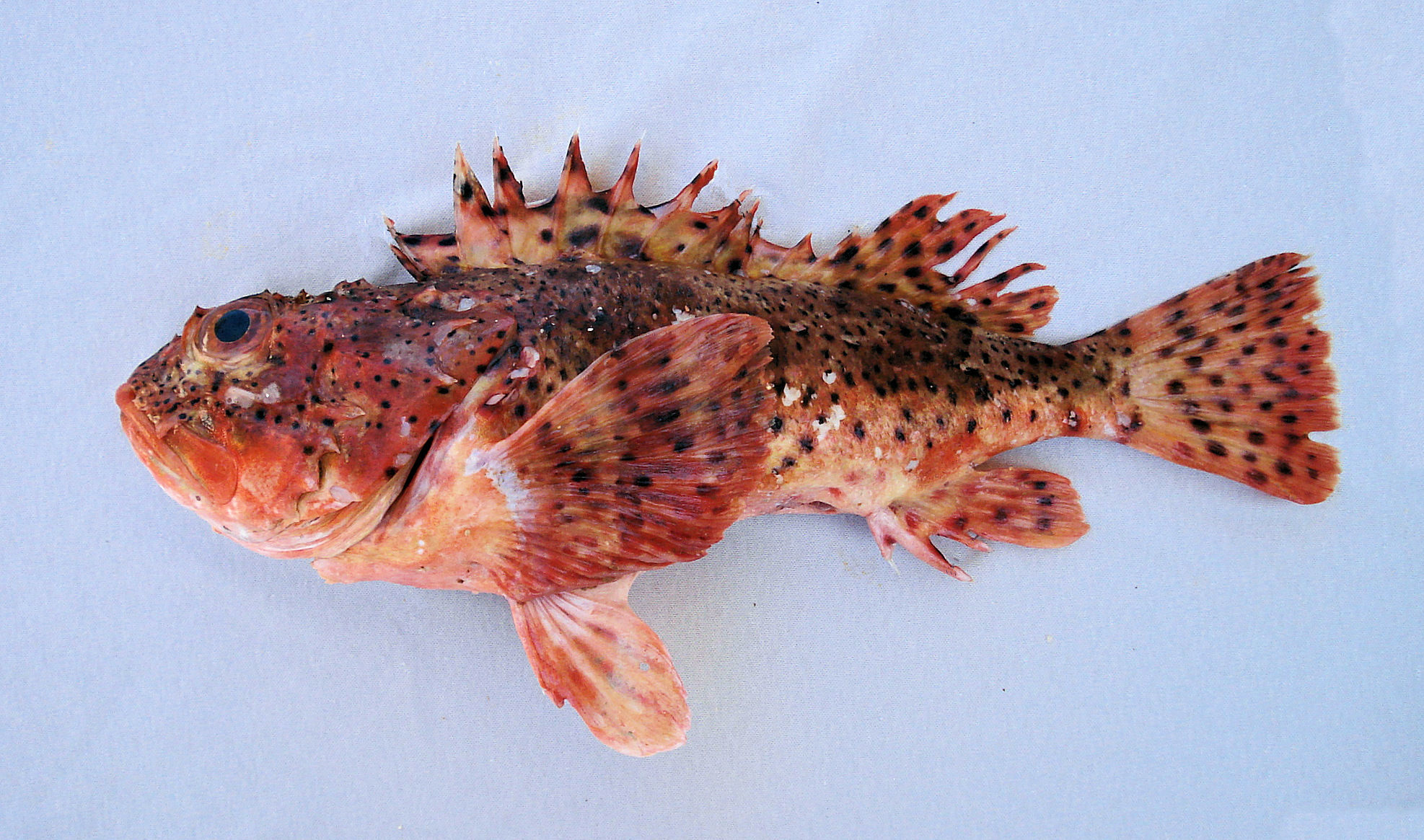 Pretty California scorpionfish