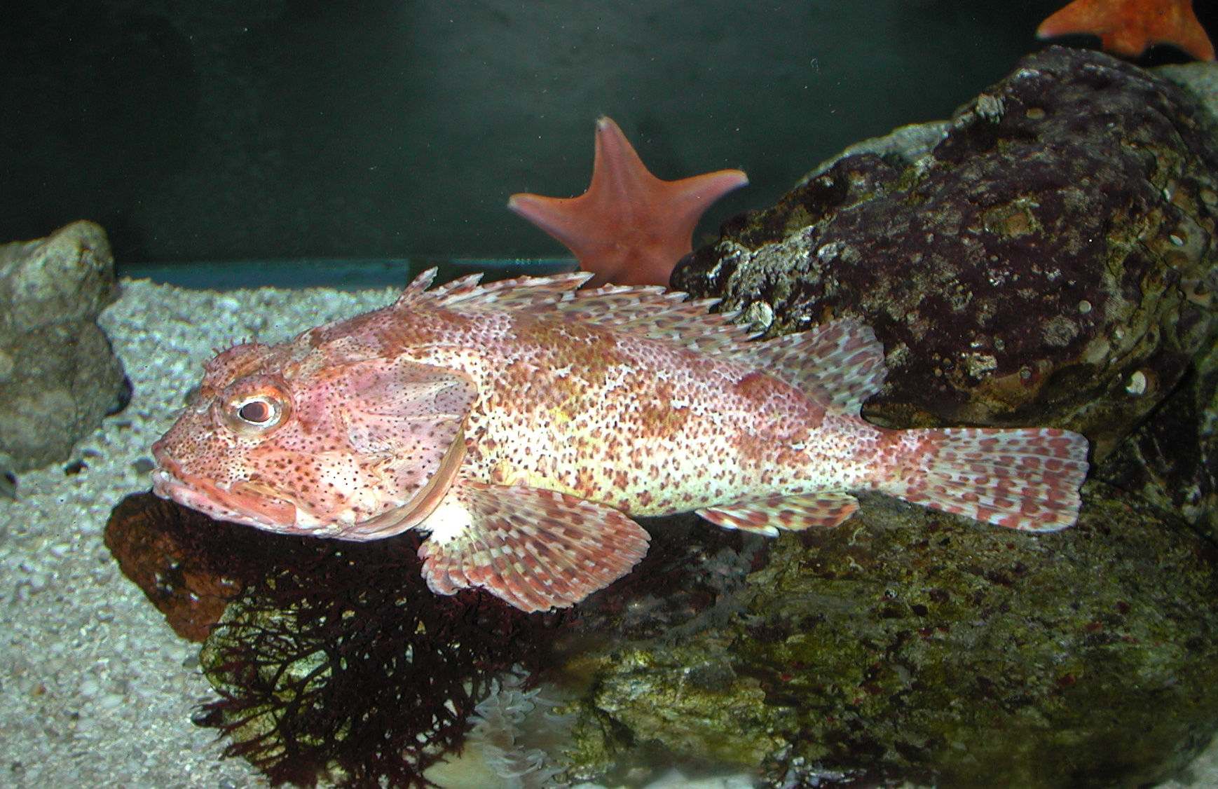 Pretty California scorpionfish