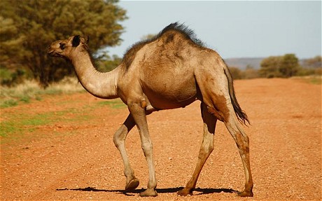 Cool Camel