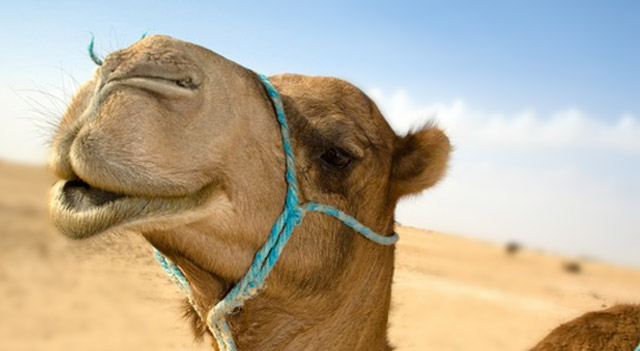 Pretty Camel