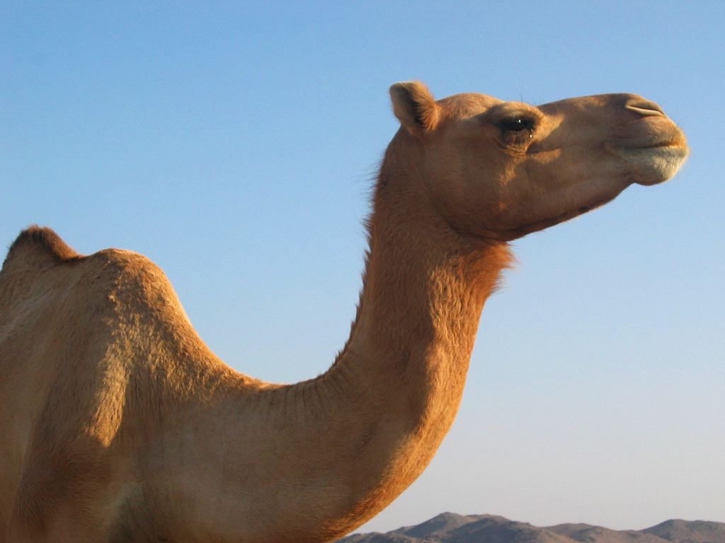 Cute Camel