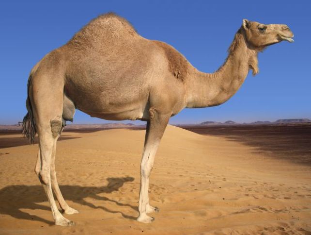 Camel photo 