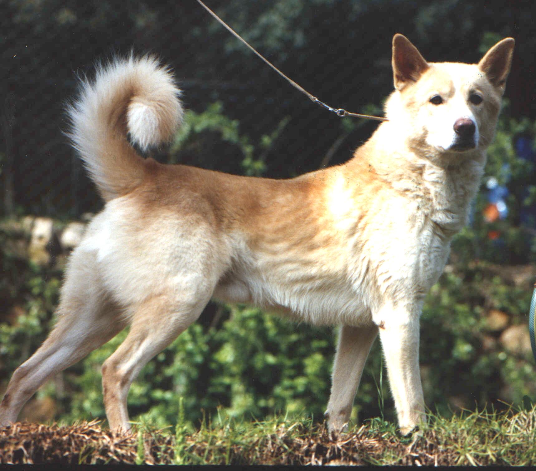 Canaan Dog - Dog Breed photo 