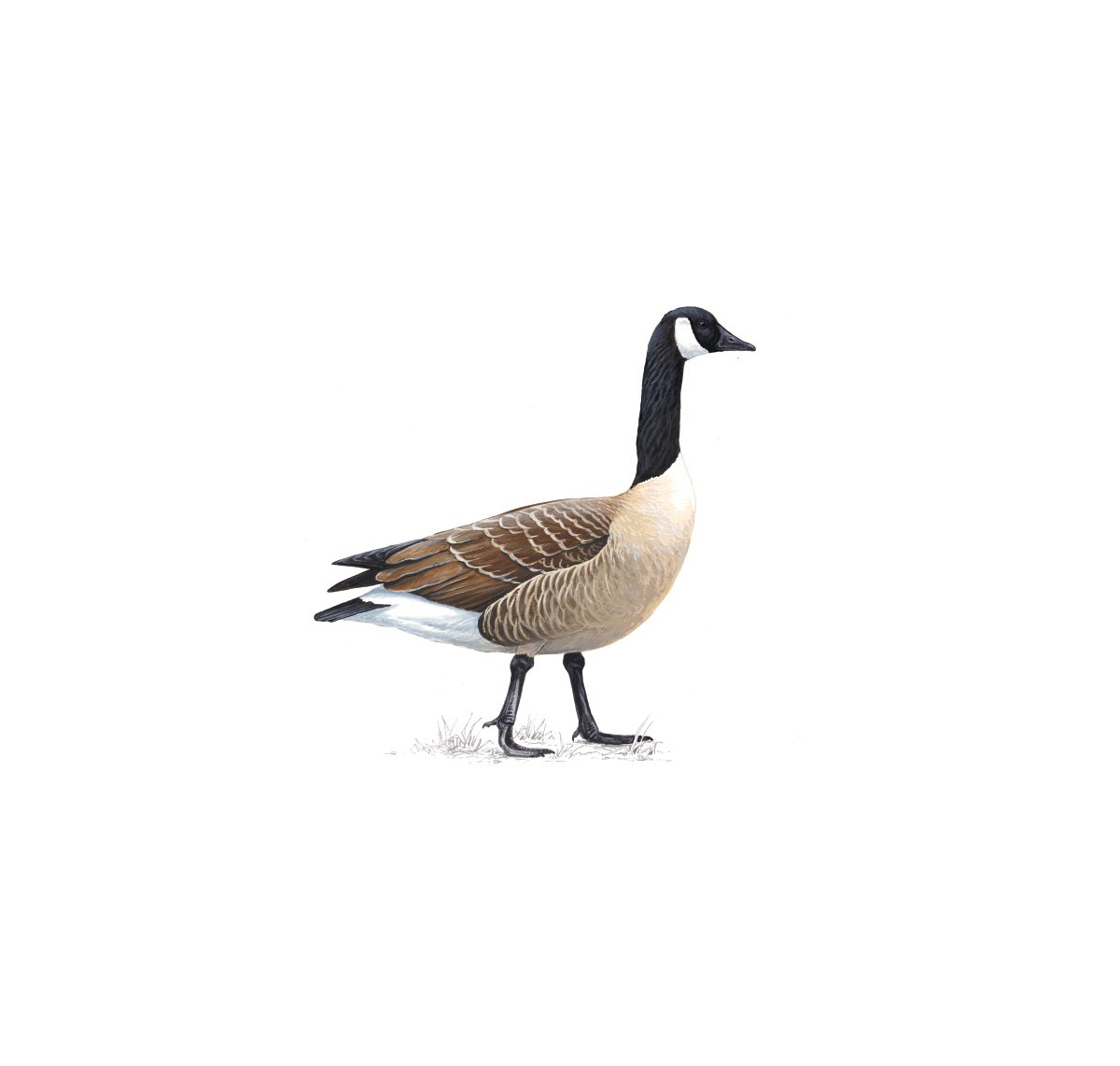 Pretty Canada goose