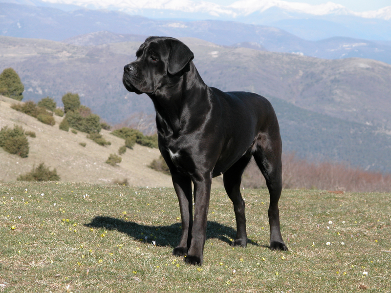 Cane Corso - Dog Breed