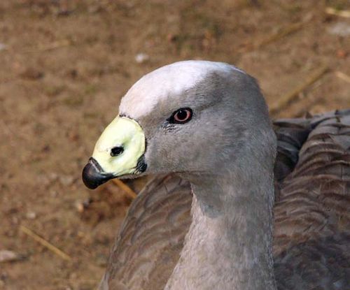 Pretty Cape Barren goose