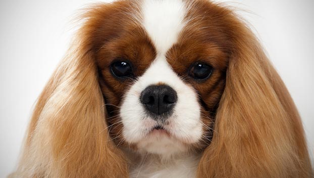 Pretty Cavalier King Charles Spaniel - Dog Breed
