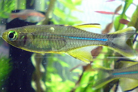 Celebes rainbowfish