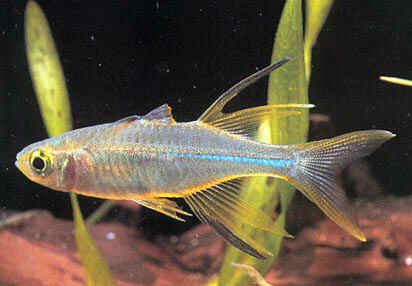 Pretty Celebes rainbowfish