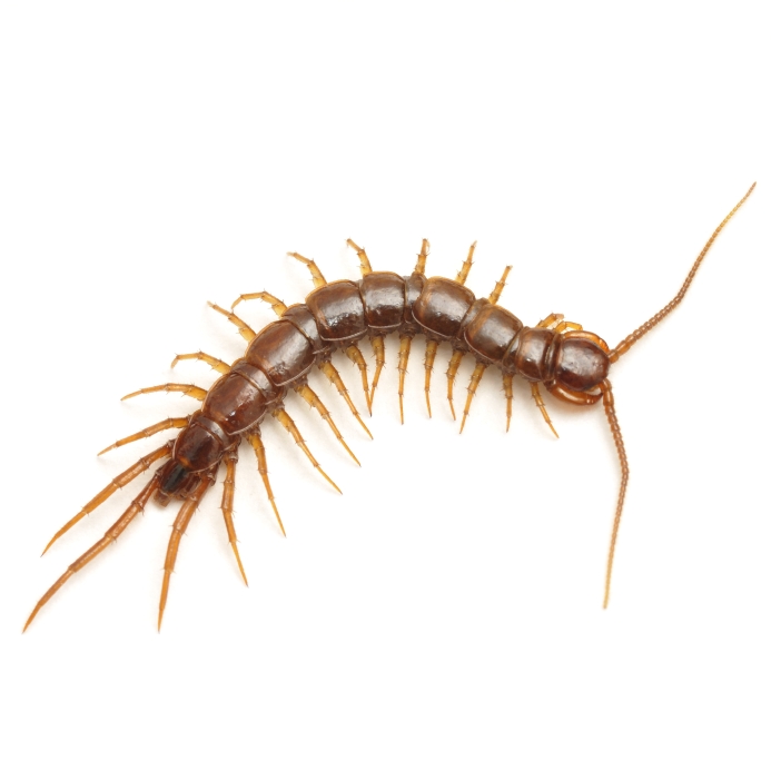 Nice Centipedes and Millipedes