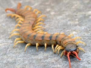 Centipedes and Millipedes wallpaper