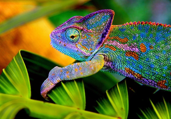 Cool Chameleon