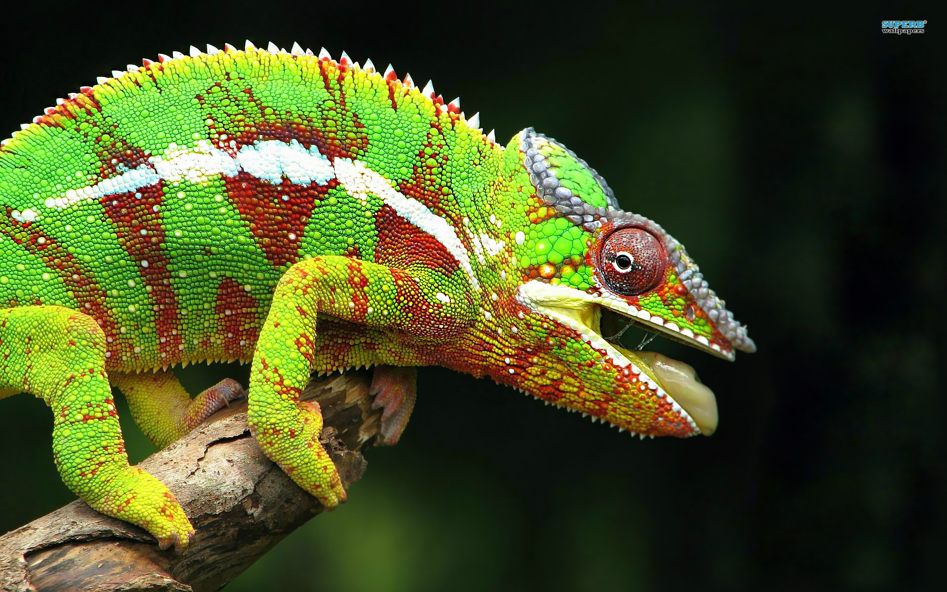 Cute Chameleon