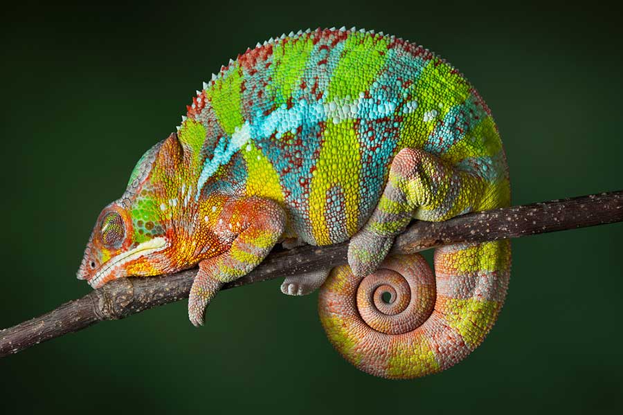 Chameleon wallpaper