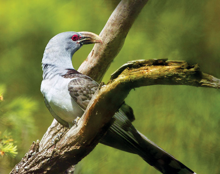 Pretty Channel-billed cuckoo