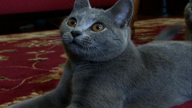 Chartreux - Cat Breed