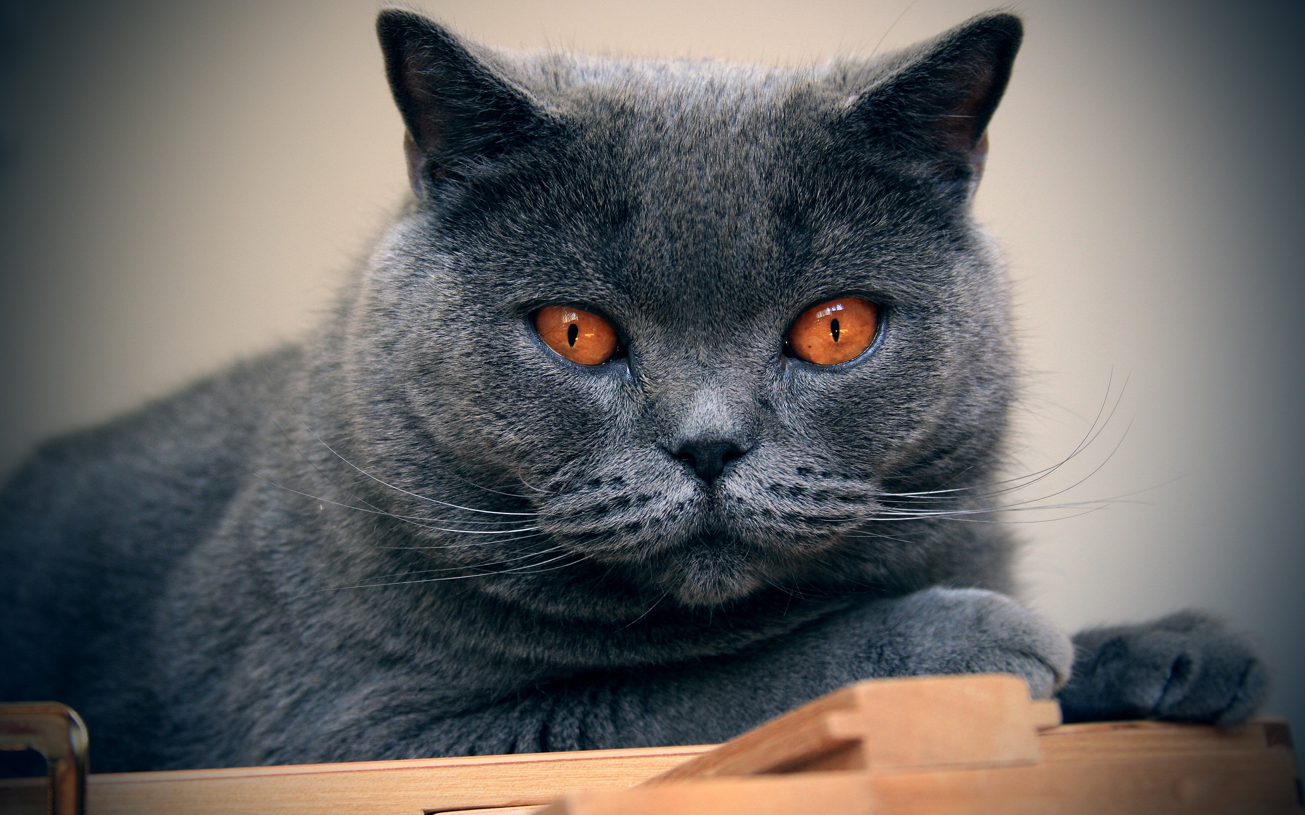 Nice Chartreux - Cat Breed