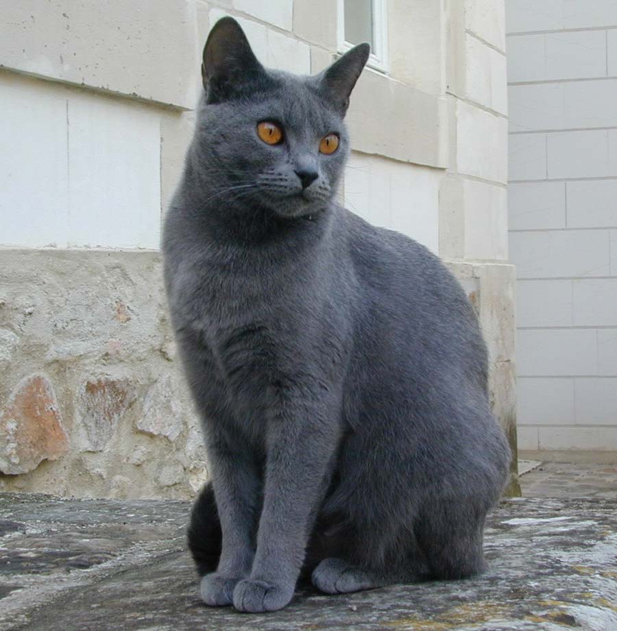 Cool Chartreux - Cat Breed