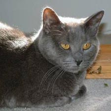 Wallpaper Chartreux - Cat Breed