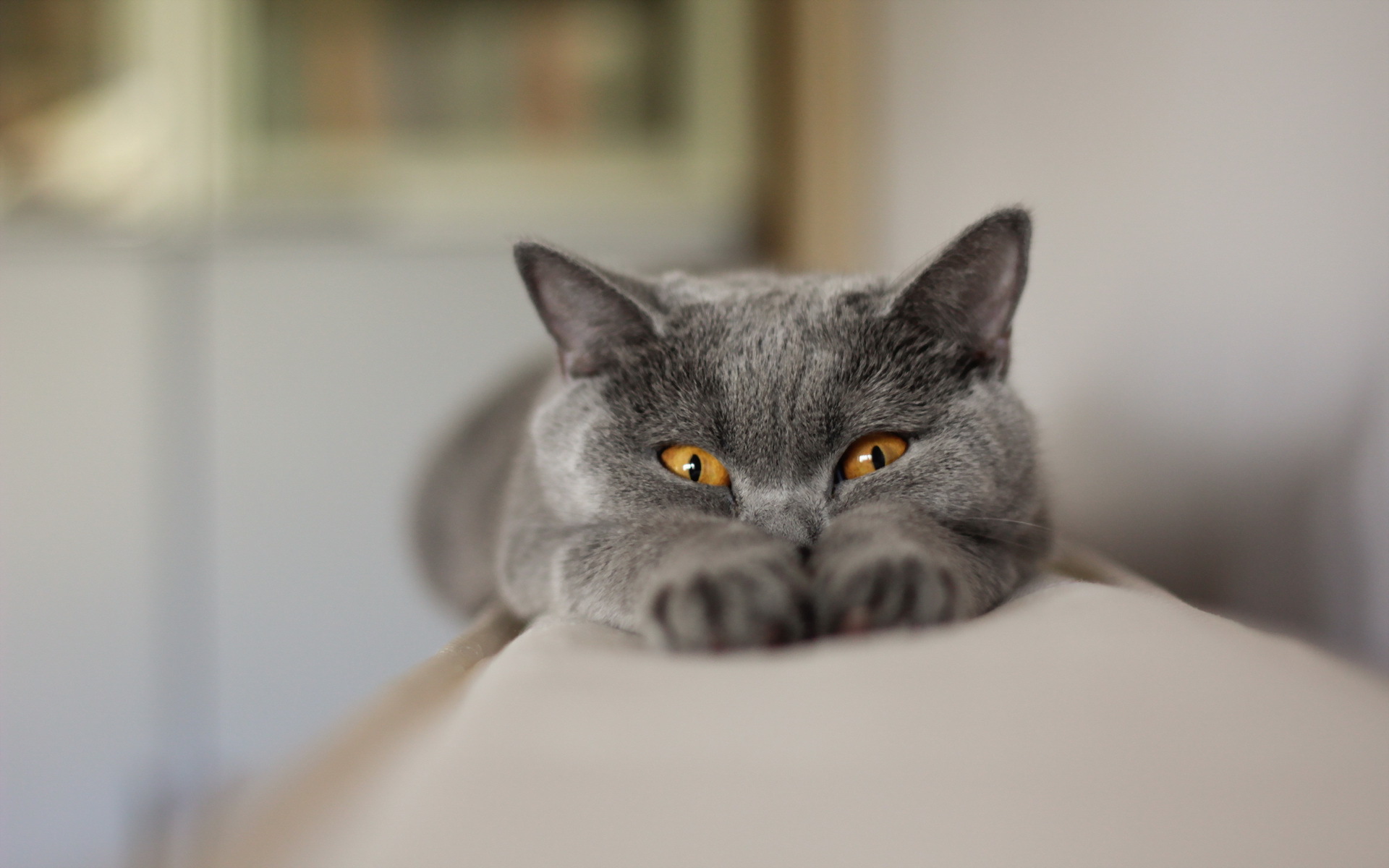 Photo Chartreux - Cat Breed