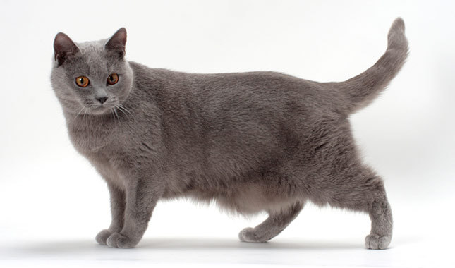 Chartreux - Cat Breed photo 
