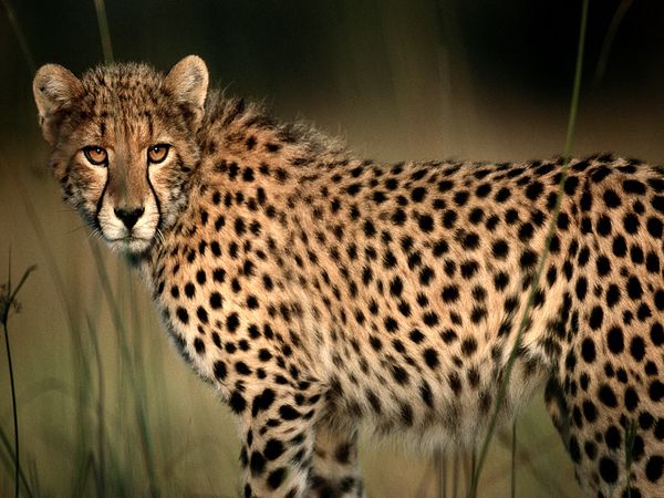 Photo Cheetah