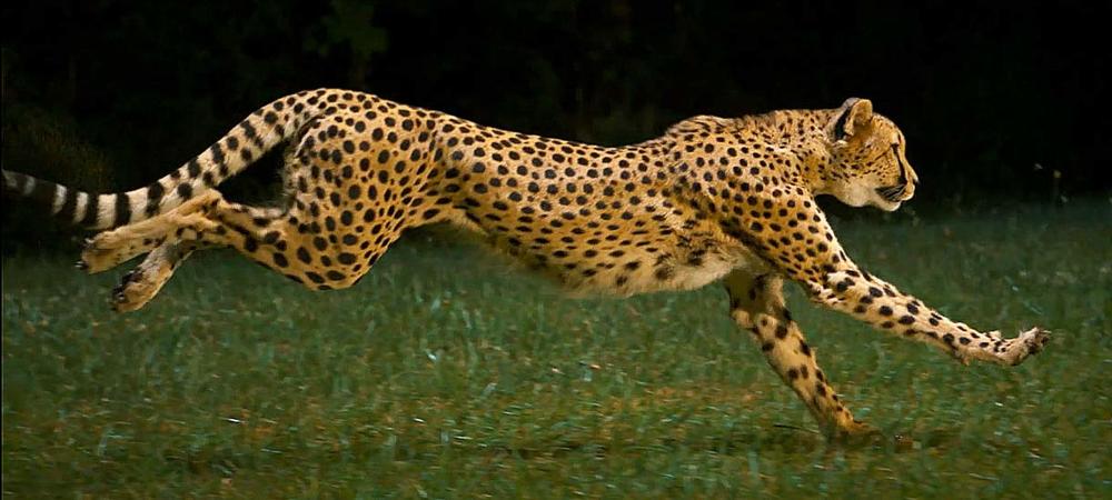 Cheetah photo 