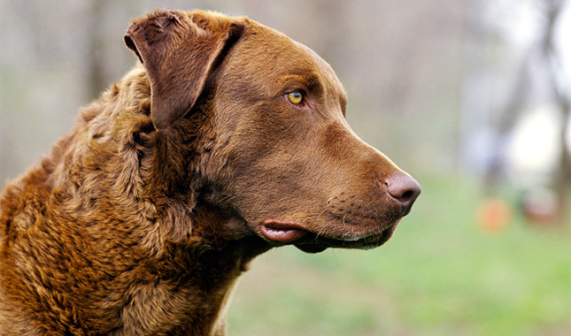 Cool Chesapeake Bay Retriever - Dog Breed