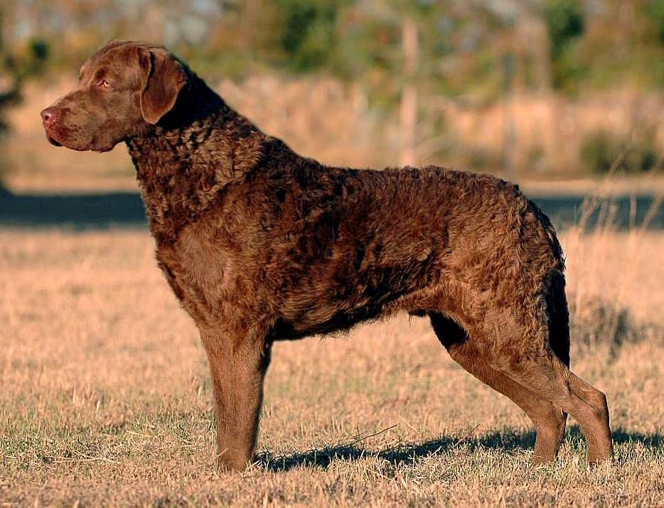 Pretty Chesapeake Bay Retriever - Dog Breed
