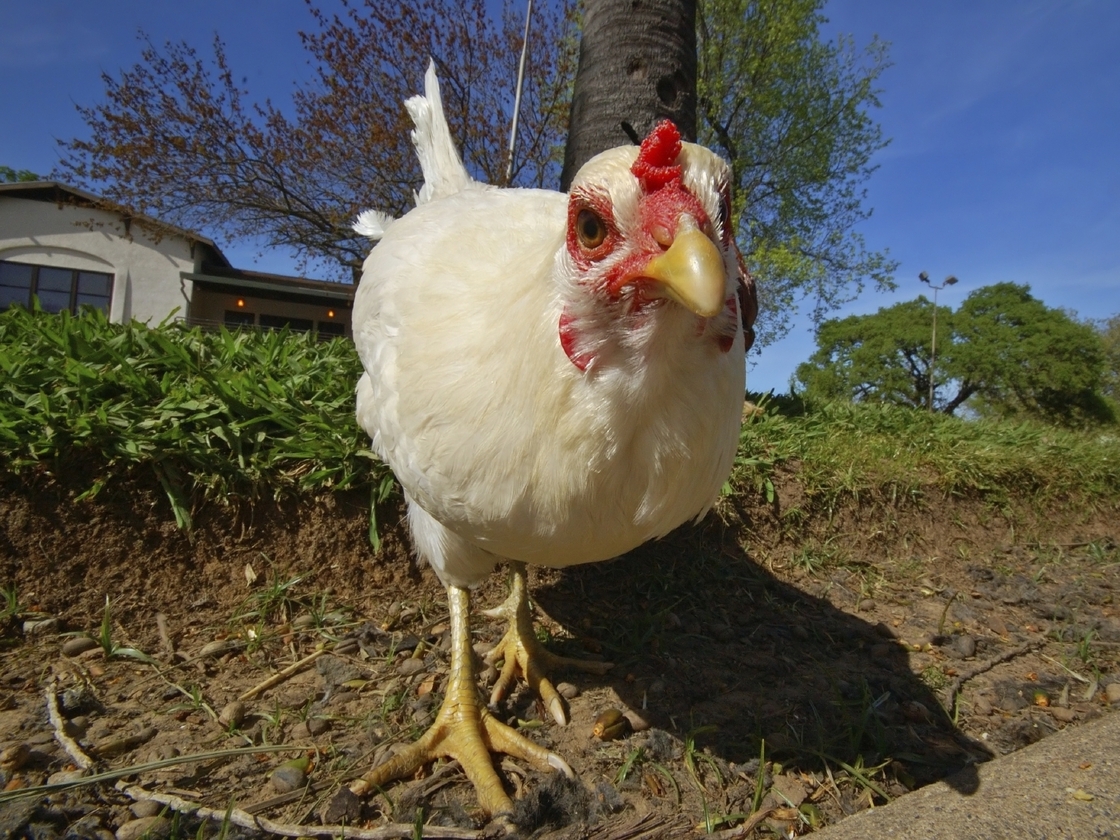 Photo Chicken