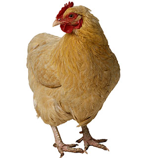 Chicken photo 