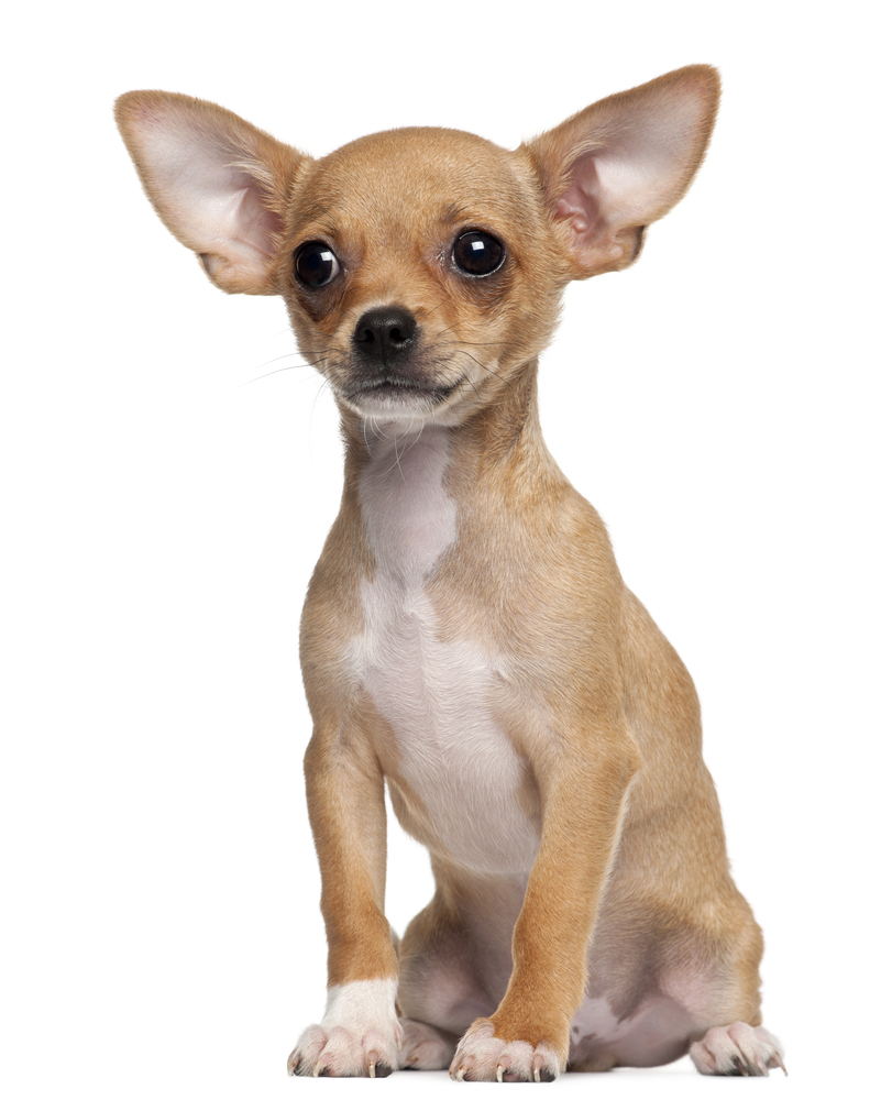 Nice Chihuahua - Dog Breed