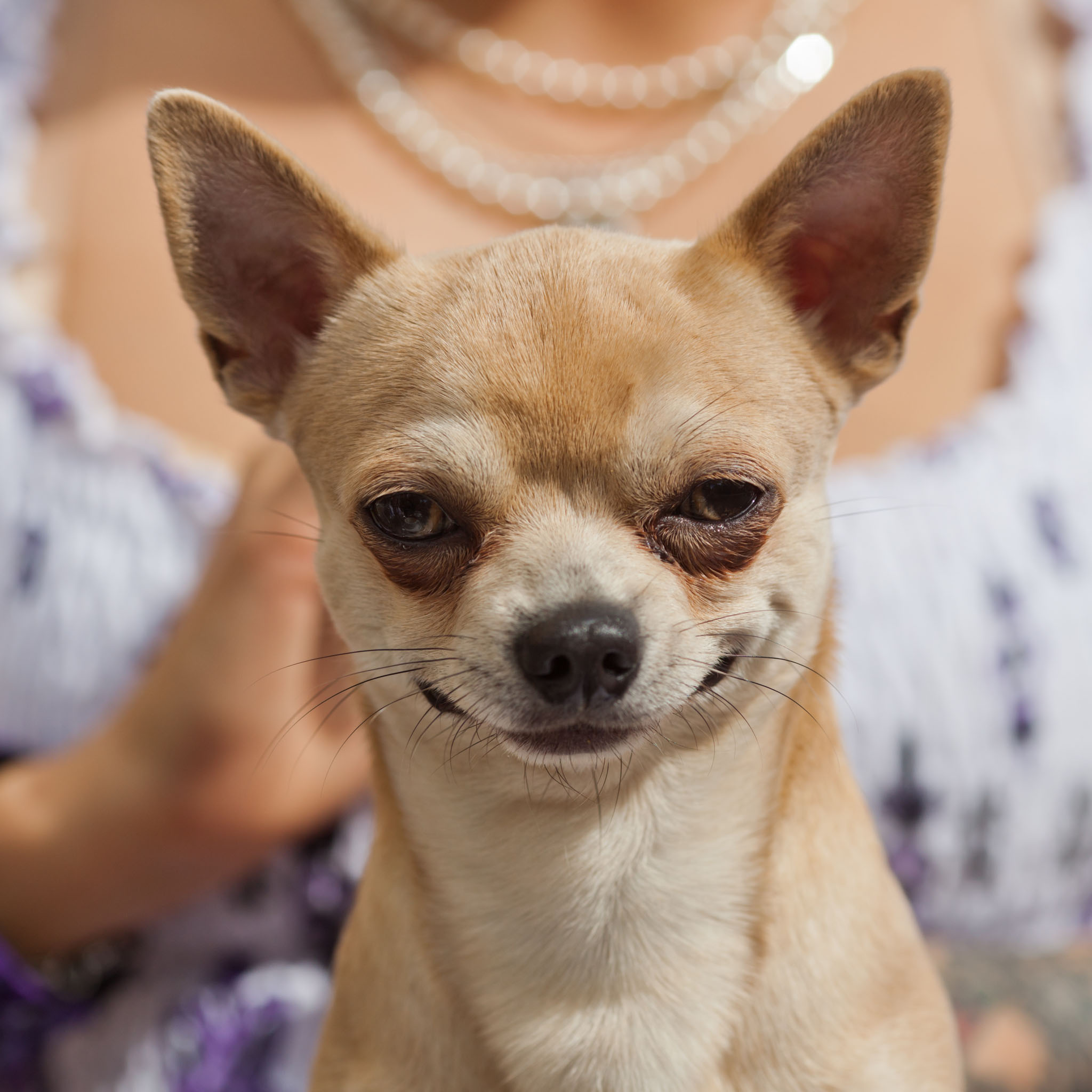 Cool Chihuahua - Dog Breed